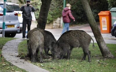Des sangliers dans un quartier résidentiel de la ville de Haïfa, dans le nord d’Israël, le 5 décembre 2019.(Crédit : Menahem Kahana / AFP)