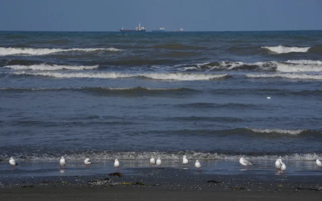 Des mouettes se posent sur la côte sud de la mer Caspienne, dans la ville portuaire de Bandar Anzali, en Iran, le 21 décembre 2025. (Crédit: AP Photo/Vahid Salemi)