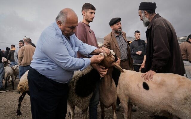 Des Palestiniens achetant des moutons et des chèvres en prévision de la fête musulmane de l'Aïd al-Adha, sur un marché aux bestiaux, à Naplouse, en Cisjordanie, le 21 mai 2026. (Crédit : Majdi Mohammed/AP)