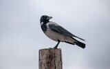 Un corbeau, sur la plage de Palmachim, le 14 janvier 2022. (Crédit : Yossi Aloni/Flash90)