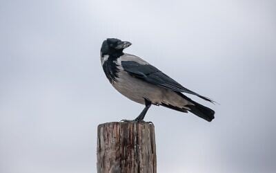 Un corbeau, sur la plage de Palmachim, le 14 janvier 2022. (Crédit : Yossi Aloni/Flash90)