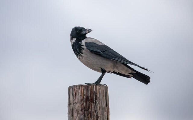 Un corbeau, sur la plage de Palmachim, le 14 janvier 2022. (Crédit : Yossi Aloni/Flash90)
