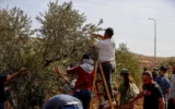 Illustration: Des Palestiniens récoltent des olives pendant la saison des récoltes, dans le village de Qusra, en Cisjordanie, dans le sud de Naplouse, le 15 octobre 2024. (Flash90)