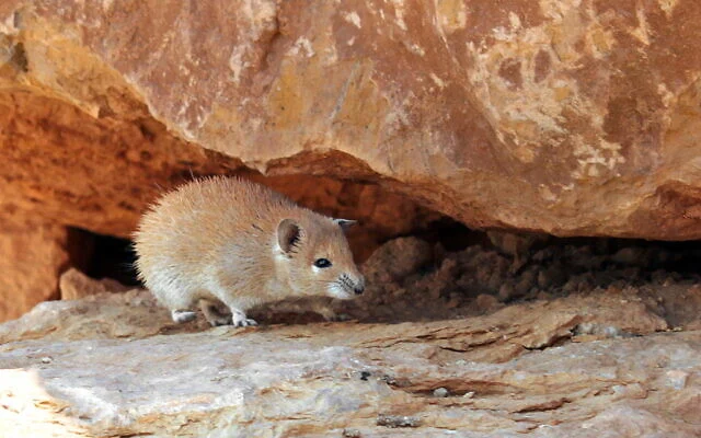Une souris dorée à épines. (Crédit : Mickey Samuni-Blank, CC BY-SA 3.0, Wikimedia Commons) Une souris dorée à épines. (Crédit : Mickey Samuni-Blank, CC BY-SA 3.0, Wikimedia Commons)