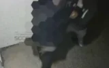 Un homme juif, dont le visage est flouté, est agressé derrière la synagogue Adas Israel à Los Angeles, en Californie, le 27 avril 2026. (Crédit : Capture d’écran/Los Angeles Scoop/X)