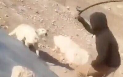 Un résident d'implantation  filmé en train de frapper un chien avec un bâton dans le village palestinien de Khirbet a-Rakiz, situé dans les collines du sud de Hébron, en Cisjordanie, le 26 mai 2026. (Crédit : Capture d'écran/X)
