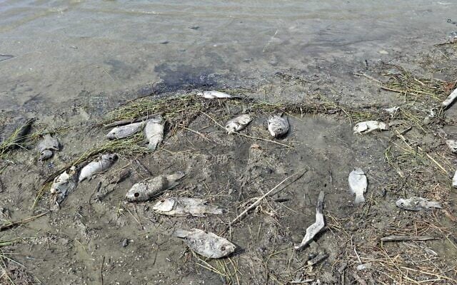 Des poissons retrouvés morts dans la mer de Galilée, le 3 mai 2026. ( Crédit : Shiran Unger)