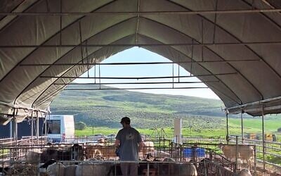 Un éleveur avec ses moutons à la ferme Lahav. (Crédit: Keshet Ben Muvchar)