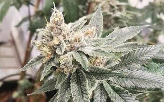 Gros plan sur un plant de cannabis amélioré cultivé par des chercheurs israéliens à l'Université hébraïque. (Crédit : Université hébraïque)