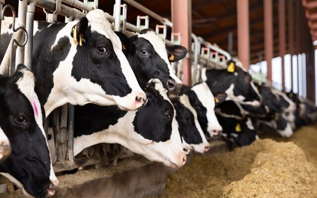 Illustration: Des vaches laitières Holstein. (Crédit : JackF/iStock via Getty Images) Illustration: Des vaches laitières Holstein. (Crédit : JackF/iStock via Getty Images)