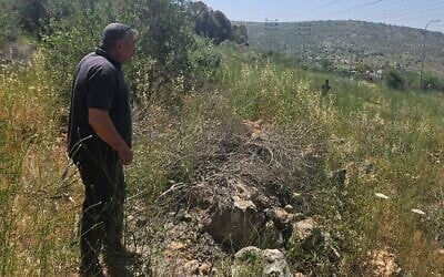 Khaled Shamlawi près d’oliviers déracinés dans le village de Haris, en Cisjordanie, le 13 mai 2026. (Nurit Yohanan/Times of Israel)