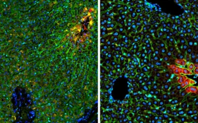 Des chercheurs de l'Institut Weizmann des sciences ont découvert qu'une protéine transporteuse de glucose (en vert) agissait au cœur du lobule hépatique chez l'humain (à gauche), tandis que chez la souris (à droite), elle agissait à la périphérie. En rouge on voit une protéine témoin que l'on retrouve dans le cœur chez l'humain comme chez la souris. En bleu on voit les noyaux des cellules. (Avec l'aimable autorisation de l'Institut Weizmann des sciences)