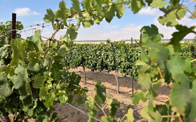 Les vignobles de la cave Ramat Negev font partie de la nouvelle appellation viticole du Néguev depuis avril 2026. (Crédit : Nira Tzadok) Les vignobles de la cave Ramat Negev font partie de la nouvelle appellation viticole du Néguev depuis avril 2026. (Crédit : Nira Tzadok)