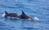 Deux dauphins aperçus lors d'un recensement des mammifères marins et des oiseaux mené par l'Agence israélienne de la nature et des parcs, le 10 mai 2026. (Crédit : Matan Benedict, Delphis)