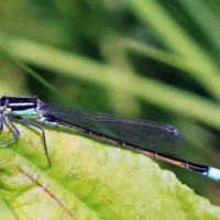 Un mâle adulte demoiselle à queue bleue. (Charles J. Sharp, Sharp Photography, CC BY-SA 3.0, Wikimedia Commons)