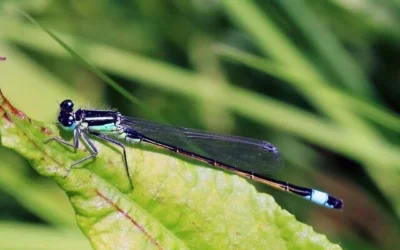 Un mâle adulte demoiselle à queue bleue. (Charles J. Sharp, Sharp Photography, CC BY-SA 3.0, Wikimedia Commons)