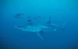 Le grand requin blanc repéré dans le détroit de Sicile, en mer Méditerranée, fin mai 2026. (Capture d'écran Healthy Seas/SDSS/GhostDiving)