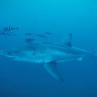 Le grand requin blanc repéré dans le détroit de Sicile, en mer Méditerranée, fin mai 2026. (Capture d'écran Healthy Seas/SDSS/GhostDiving)