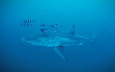 Le grand requin blanc repéré dans le détroit de Sicile, en mer Méditerranée, fin mai 2026. (Capture d'écran Healthy Seas/SDSS/GhostDiving)