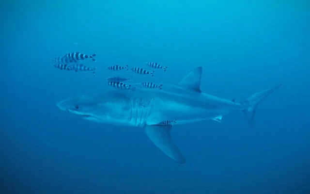 Le grand requin blanc repéré dans le détroit de Sicile, en mer Méditerranée, fin mai 2026. (Capture d'écran Healthy Seas/SDSS/GhostDiving)