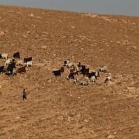 Illustration : un berger palestinien fait paître son troupeau à Khan al-Ahmar, en Cisjordanie, le 20 mai 2026 (Crédit : AHMAD GHARABLI / AFP)