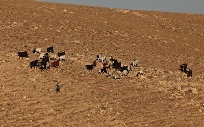 Illustration : un berger palestinien fait paître son troupeau à Khan al-Ahmar, en Cisjordanie, le 20 mai 2026 (Crédit : AHMAD GHARABLI / AFP)