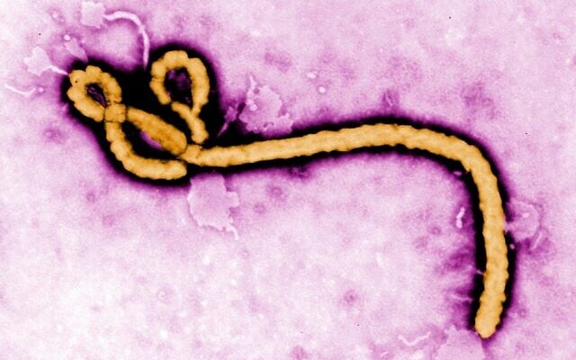 Cette image, une micrographie électronique à transmission colorisée et non datée, mise à disposition par les Centres pour le contrôle et la prévention des maladies (CDC), montre un virion du virus Ebola. (Crédit : Frederick Murphy/CDC via AP, archive)