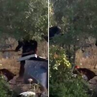 Un résident d’implantation frappant un chien à coups de matraque dans le village palestinien d’Atara, au centre de la Cisjordanie, le 15 mai 2026. (Crédit : Capture d’écran/X ; utilisée conformément à l’article 27a de la loi sur le droit d’auteur)