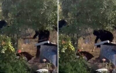 Un résident d’implantation frappant un chien à coups de matraque dans le village palestinien d’Atara, au centre de la Cisjordanie, le 15 mai 2026. (Crédit : Capture d’écran/X ; utilisée conformément à l’article 27a de la loi sur le droit d’auteur)