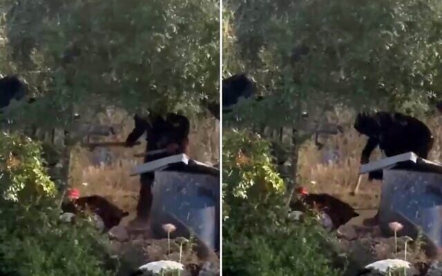 Un résident d’implantation frappant un chien à coups de matraque dans le village palestinien d’Atara, au centre de la Cisjordanie, le 15 mai 2026. (Crédit : Capture d’écran/X ; utilisée conformément à l’article 27a de la loi sur le droit d’auteur)