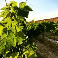 Les vignobles du domaine Yatir (Autorisation)