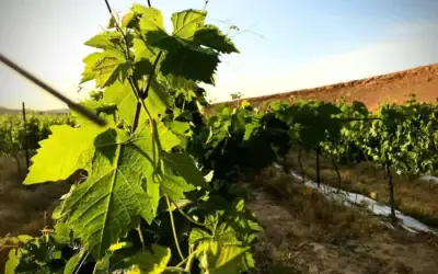 Les vignobles du domaine Yatir (Autorisation)