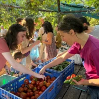 Image principale : Des légumes proposés à la vente au jardin Tel Hubbes de Lira Shapira, dans le sud de Tel Aviv, le 28 mai 2026. (Crédit : Sue Surkes/Times of Israel)