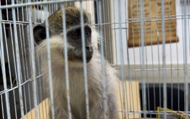 Un singe, probablement victime d'un trafic vers Israël, sauvé par la police dans le Néguev, au sud d'Israël, le 10 avril 2025. (Crédit : Police israélienne) Un singe, probablement victime d'un trafic vers Israël, sauvé par la police dans le Néguev, au sud d'Israël, le 10 avril 2025. (Crédit : Police israélienne)