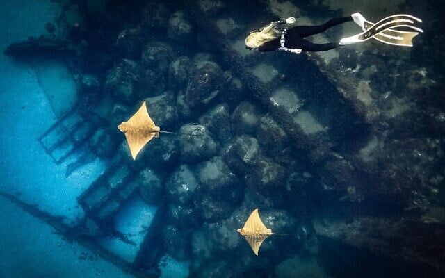 Arik Zinger a remporté le troisième prix d'un concours organisé par la Société pour la protection de la nature en Israël pour cette photographie de raies-aigles vachettes prise en Méditerranée, nageant au-dessus d'une épave, tandis qu'une plongeuse les suit, le 9 juin 2026. (Crédit : Arik Zinger/Société pour la protection de la nature en Israël)