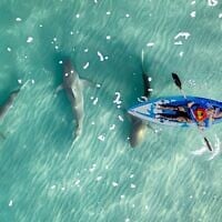 Cette photo d'un kayakiste pagayant au-dessus de requins dans le centre de Hadera a valu à Gilad Topaz une mention spéciale lors du concours de photographie marine organisé par la Société pour la protection de la nature en Israël, le 9 juin 2026. (Crédit:  Gilad Topaz/Société pour la protection de la nature en Israël)