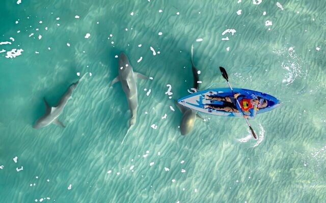 Cette photo d'un kayakiste pagayant au-dessus de requins dans le centre de Hadera a valu à Gilad Topaz une mention spéciale lors du concours de photographie marine organisé par la Société pour la protection de la nature en Israël, le 9 juin 2026. (Crédit:  Gilad Topaz/Société pour la protection de la nature en Israël)