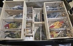 Des perroquets rares interceptés à l'aéroport Ben Gurion alors qu'ils étaient introduits clandestinement en Israël, sur une photo publiée le 15 juin 2026. (Crédit : Douanes israéliennes)