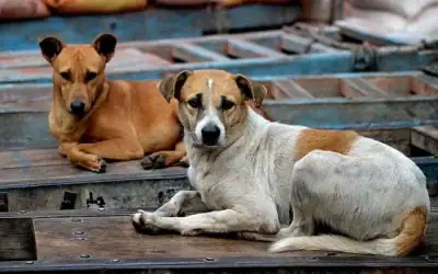 Chiens errants. (JDMaddox/ iStockphoto, Getty Images) Chiens errants. (JDMaddox/ iStockphoto, Getty Images)