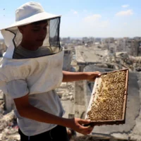 Un apiculteur palestinien tient un cadre de ruche tout en inspectant des ruches installées au sommet d’un bâtiment en ruines, dans un contexte de destruction généralisée et de manque d’espace, à Gaza-City, le 25 juin 2026. (Crédit : Ebrahim Hajjaj/Reuters)