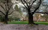 Des cerisiers en fleurs sur le campus du Reed College à Portland, dans l’Oregon, le 31 mars 2020. (Crédit: Mukilteoedits via Creative Commons via JTA)