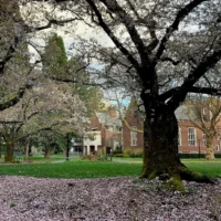 Des cerisiers en fleurs sur le campus du Reed College à Portland, dans l’Oregon, le 31 mars 2020. (Crédit: Mukilteoedits via Creative Commons via JTA)