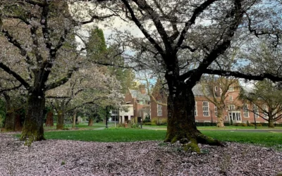 Des cerisiers en fleurs sur le campus du Reed College à Portland, dans l’Oregon, le 31 mars 2020. (Crédit: Mukilteoedits via Creative Commons via JTA)