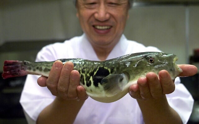 Tsutomu Shinoda, propriétaire d'un restaurant, présentant un fugu, ou poisson-globe, dans son établissement situé au centre de Shimonoseki, une ville portuaire à 830 kilomètres au sud-ouest de Tokyo, le 16 novembre 2000. (Crédit : Itsuo Inouye/AP)