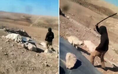Un résident d’implantation filmé en train de frapper un chien avec un bâton dans le village palestinien de Khirbet a-Rakiz, situé dans les collines du sud de Hébron, en Cisjordanie, le 26 mai 2026. (Crédits : Capture d’écran/X)