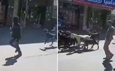 Des résidents d'implantations radicaux ont volé des chèvres dans le village palestinien de Deir Ibzi, le 19 juillet 2026. (Captures d'écran / Autorisation : La Paix maintenant)