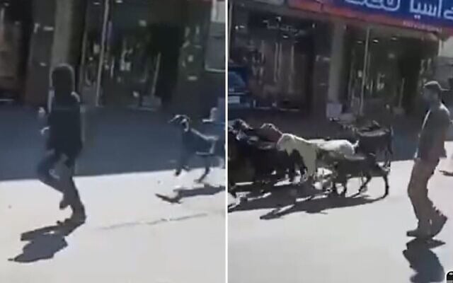 Des résidents d'implantations radicaux ont volé des chèvres dans le village palestinien de Deir Ibzi, le 19 juillet 2026. (Captures d'écran / Autorisation : La Paix maintenant) Des résidents d'implantations radicaux ont volé des chèvres dans le village palestinien de Deir Ibzi, le 19 juillet 2026. (Captures d'écran / Autorisation : La Paix maintenant)