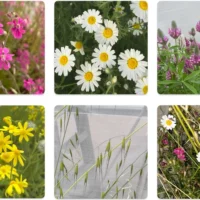 Des plantes sauvages à floraison soumises à des tests de sécheresse, tant en tant qu’espèces individuelles poussant seules qu’en groupe. De gauche à droite et de haut en bas : le silène de Palestine, le souci d’Israël, le trèfle pourpre, le séneçon printanier, l’avoine commune et une communauté mixte regroupant les cinq espèces. (Crédit: Barel Tsafon)