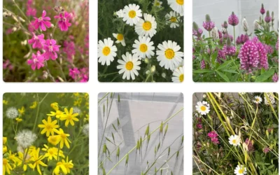 Des plantes sauvages à floraison soumises à des tests de sécheresse, tant en tant qu’espèces individuelles poussant seules qu’en groupe. De gauche à droite et de haut en bas : le silène de Palestine, le souci d’Israël, le trèfle pourpre, le séneçon printanier, l’avoine commune et une communauté mixte regroupant les cinq espèces. (Crédit: Barel Tsafon) Des plantes sauvages à floraison soumises à des tests de sécheresse, tant en tant qu’espèces individuelles poussant seules qu’en groupe. De gauche à droite et de haut en bas : le silène de Palestine, le souci d’Israël, le trèfle pourpre, le séneçon printanier, l’avoine commune et une communauté mixte regroupant les cinq espèces. (Crédit: Barel Tsafon)