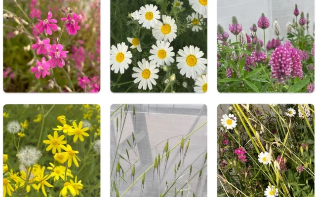 Des plantes sauvages à floraison soumises à des tests de sécheresse, tant en tant qu’espèces individuelles poussant seules qu’en groupe. De gauche à droite et de haut en bas : le silène de Palestine, le souci d’Israël, le trèfle pourpre, le séneçon printanier, l’avoine commune et une communauté mixte regroupant les cinq espèces. (Crédit: Barel Tsafon)